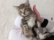 Main Coon Mix Kitten - Dahlem (Rheinland-Pfalz)