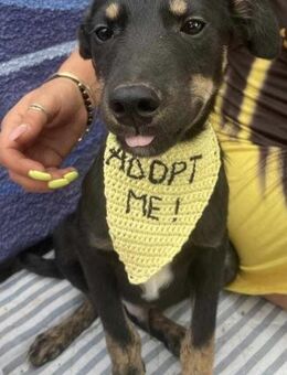 Cody - einer von 12 Hundekindern - Overath