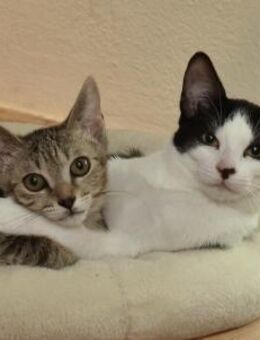 Geschwister Duo sucht neues Zuhause - Garbsen