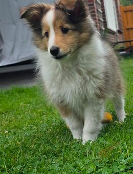 Sheltie welpen aus Körzucht auszugsbereit - Edewecht
