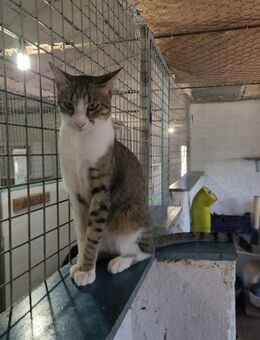 Hiro; I need a Hiro! - Geilenkirchen