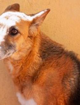 Dero, sehr ängstlich - Kettershausen