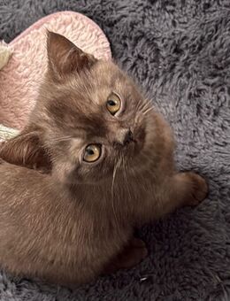 Kitten sucht ein neues Zuhause - Hamm