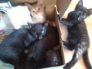 3 Kitten Babykatzen suchen ab sofort neues zu Hause - Schwielowsee