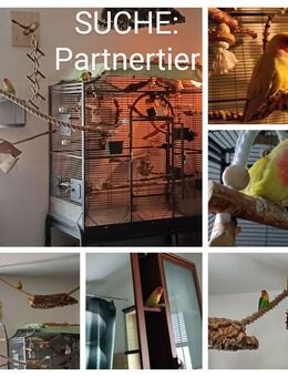SUCHE: Rosenköpfchen Agapornide - Gelsenkirchen Resser-Mark