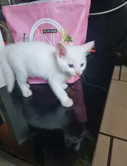 Türkische angora Baby katzen - Castrop-Rauxel Zentrum