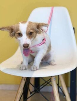 Sara - keiner wollte sie - Mettmann