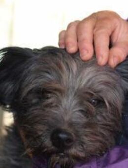 Blacky - mit treuem Blick 🐾 - Elsdorf (Nordrhein-Westfalen)