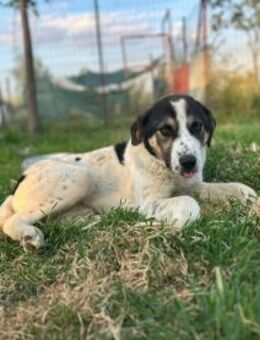 Mori Sanftes Hundemädchen - Eixen