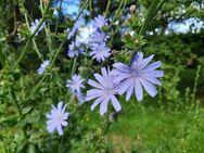 Wegwarte Samen Cichorium intybus Insektenfreundlich blau - Kall