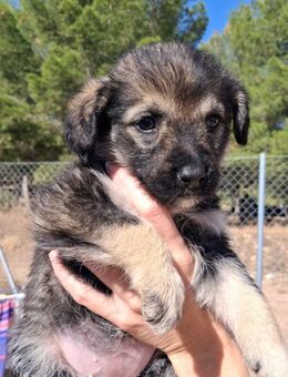 Lula sucht ihr Glück - Wöllstadt