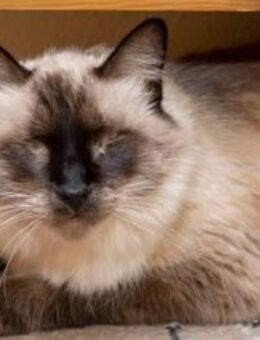 Siamdame Lichi sucht neues Zuhause - Bad Camberg