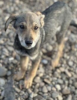 Nick - sucht sein Happy-End - Celle