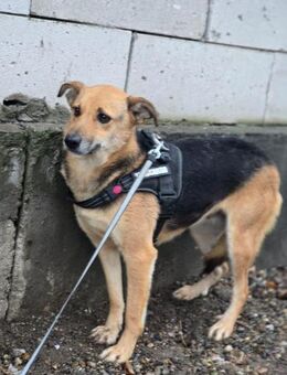 Amy, eine nette Hündin braucht Hilfe - Köln