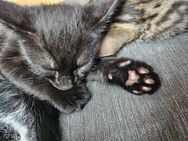 Zwei süßen kitten - Biebern