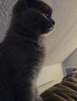 Babykatze Brittische Kurzhaar - Schwerin