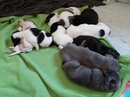 Französische Bulldogge Mix Welpe - Klötze