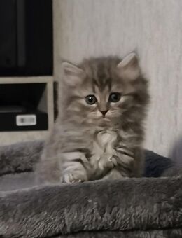 Süßen Blh kitten - Geseke