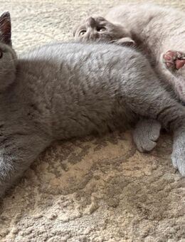 Kartäuser BKH mix kitten - Abgabebereit - Hamburg