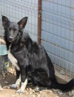 Avis mit den Fledermausohren - Celle