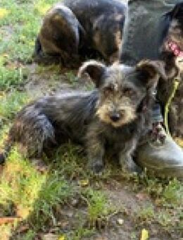 Ich heiße Flora... mit Video - Frankfurt (Main)