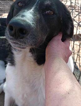 Joschi - ein Leben im Shelter - Dreikirchen