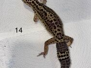 0.3 Blacknight Leopardgeckos - Schmidmühlen