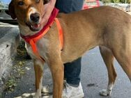 Cinnamon sucht ihre für immer Familie! - Krefeld