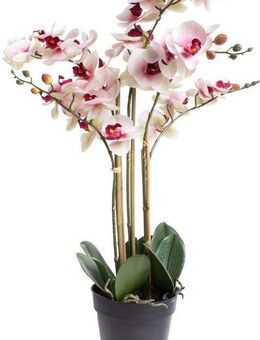 Kunstorchidee Orchidee Bora Orchidee, Botanic-Haus, Höhe 60 cm