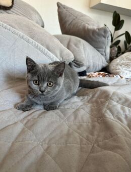 🐾 Unsere Britisch Kurzhaar Babys suchen Herzensmenschen 🐾 - Herne