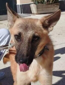 Chacal sucht geduldige Menschen - Donaueschingen