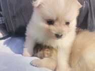 Pomeranian Hündin - Lübeck
