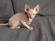 Sphynx Kitten 2 Jungs Kanadische Sphynx Baby Katzen - Hanau (Brüder-Grimm-Stadt) Mittelbuchen