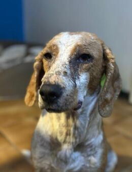 DALIA - verschmust und lernwillig - Aerzen