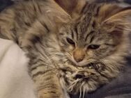 Maine coon Kater - Worpswede