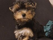 Yorkshire terrier welpe weiblichen - Stuttgart