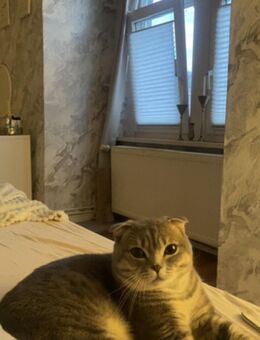 Kater sucht Zuhause - Goslar Altstadt