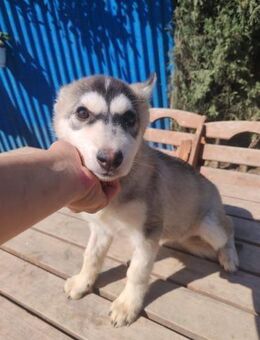 Miss Luna, bildhübsche Kämpferin, ca. 3 - Vaterstetten