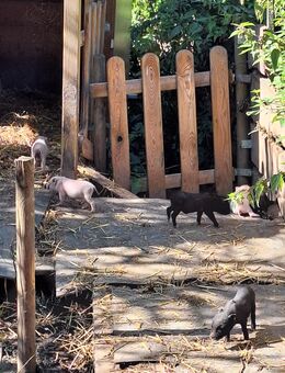 Minipig Babys abzugeben - Leinefelde-Worbis