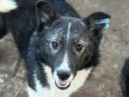 NINCHEN hübsche Husky-Mix-Hündin 44 cm - Rösrath