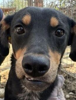 LUBI-1-j.,hübscher Tricolor Rüde, 45 cm - Rösrath