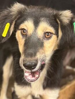 ISABELLA ~ junge aktive süße Hündin - Duisburg