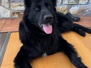 Bodhi braucht eine Veränderung - München
