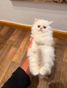 Britisch Langhaar Kitten - Lübeck