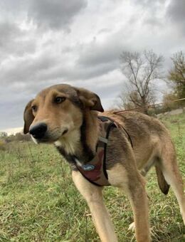Aliano soll nicht in Rumänien aufwachsen - Blankenheim (Nordrhein-Westfalen)
