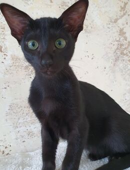 Orientalisch Kurzhaar (OKH) Katzenbaby Kitten Kätzchen - Junge in ebiny, auszugsbereit! - Syke