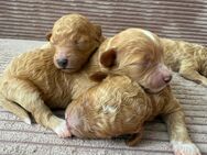 Maltipoo Welpen - Lage (Nordrhein-Westfalen)