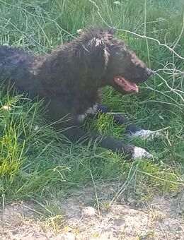 Hündin - Eußenheim