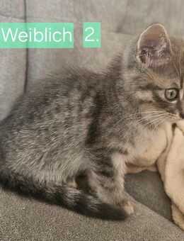 Kleine Katzen zu verkaufen - Holzheim (Landkreis Dillingen (Donau))