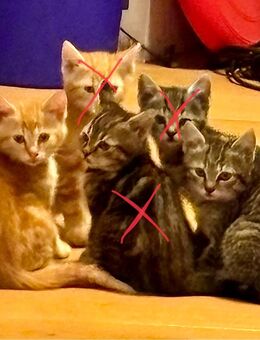 BKH/Russisch Blau Mix, roter Kater und getigerte Katze mit 12 Wochen abzugeben - Aachen